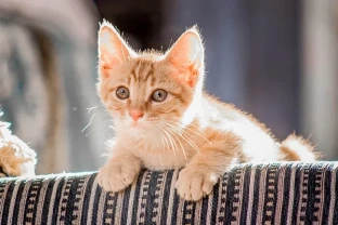 Kedilerde Gençlik Hastalığı (Panlökopeni) Belirtileri ve Tedavisi