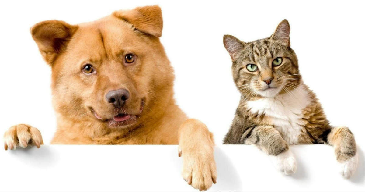 Kedi ve köpekler neden kusar?