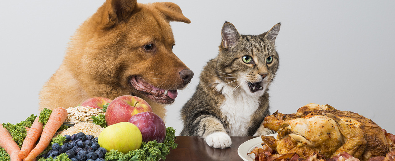 Bizlerin Çok Sık Tükettiği Fakat Kediniz İçin Zararlı Olan Bazı Yiyecekler