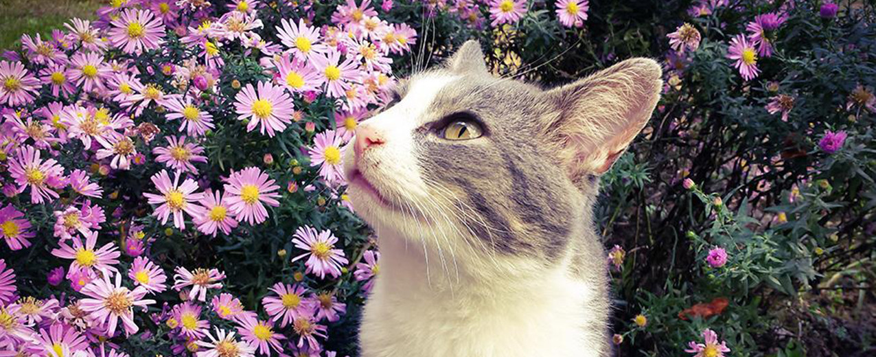 Kedinizi Uzak Tutmanız Gereken Çiçekler