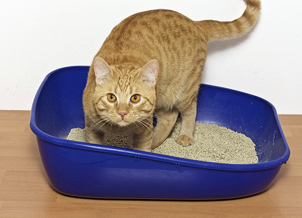 Kedi Kumu Temizliği Hangi Sıklıkta, Nasıl Yapılmalıdır?