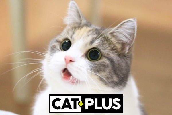 CatPlus Mama ile Kediniz Sağlıklı Bir Ömür Yaşar