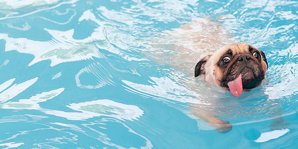 Köpeğinizle Birlikte Yüzmeden Önce Dikkat Etmeniz Gerekenler