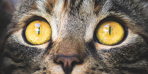 Kedilerde Göz Enfeksiyonları ve Körlük Nedenleri