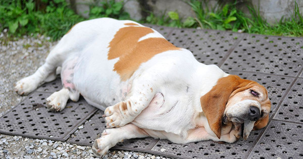Köpeklerde Obezite