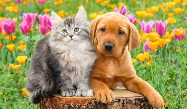 Kediler ve Köpekler İçin Zehirli Olan Bitkiler