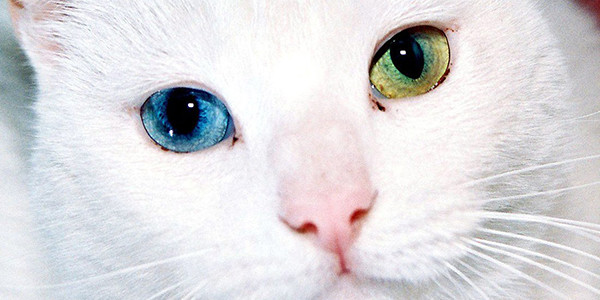 Kedilerde Göz Temizliği