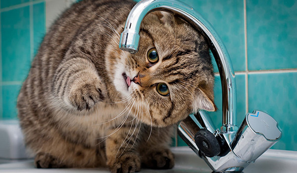 Bir Kedinin Ne Kadar Su İçmesi Gerekir?