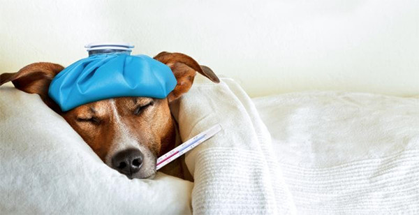 Köpeklerde Soğuk Algınlığını Nasıl Önlersiniz?