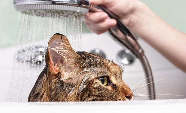 Kedilere Banyo Yaptırılmalı mıdır?