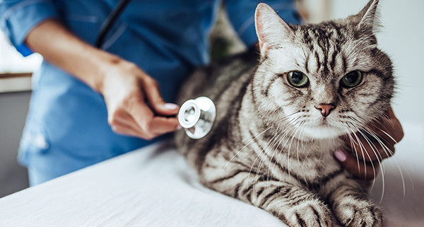 Kedi Aşıları Hakkında Bilmeniz Gerekenler