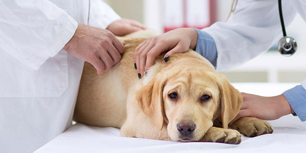 Köpeklere Aşı Yapılırken Nelere Dikkat Edilmeli