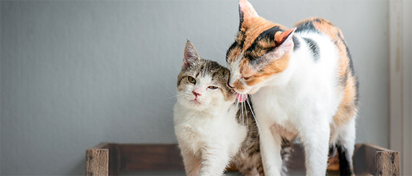 Kedilerde Tüy Dökümü Nasıl Engellenir?