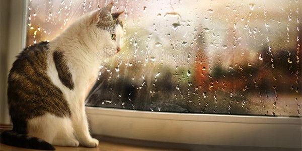 Yağmur Kedileri Nasıl Etkiler ?