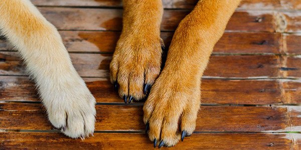 11 Yaygın Köpek Patisi Problemleri