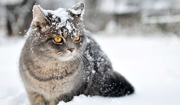 Kediler İçin Kış Bakım Önerileri
