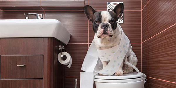 Küçük Irk Köpek Sahiplerine Tuvalet Eğitimi Önerileri