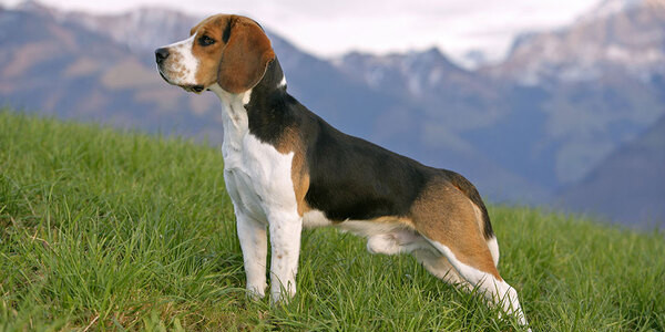 Tazı Köpekleri: Beagle