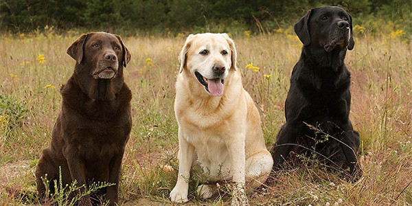 Avcı Köpek Irkları: Labrador Retriever