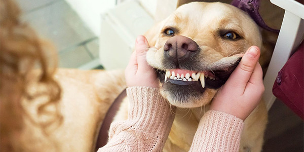 Evcil Hayvanlar İçin Diş ve Ağız Bakımı