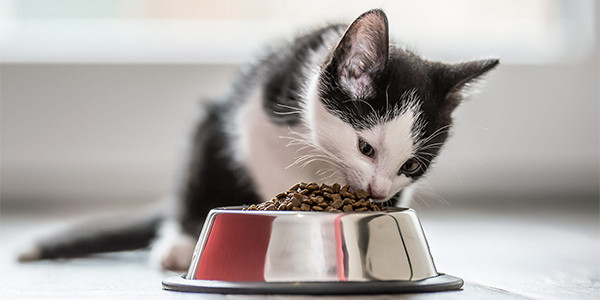 Yavru Kedi Nasıl Beslenmelidir?