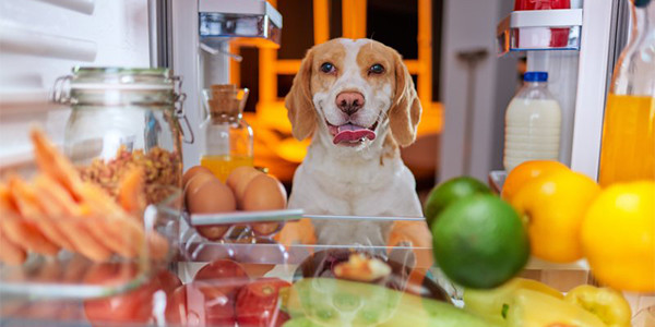 Köpekler Hangi Meyveleri Yiyebilir? 10 Besin Önerisi !