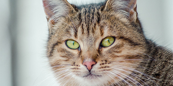 Kedilerde “Yıkıcı” Davranışlar, Nedenleri ve Çözüm Önerileri