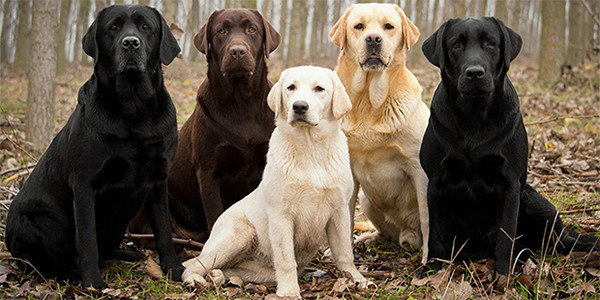 İngiliz Labrador: Köpek Irk Profili