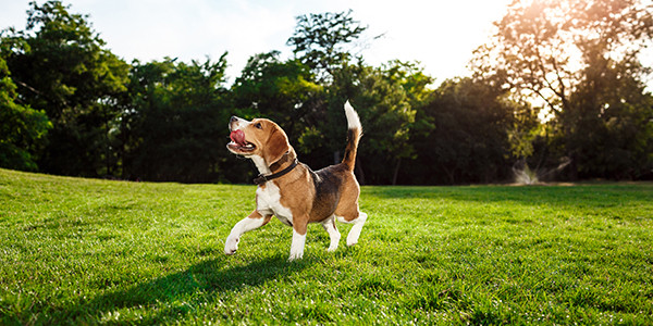 Beagle: Köpek Irk Profili