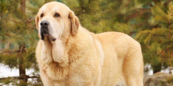 İspanyol Mastiff: Köpek Irk Profili