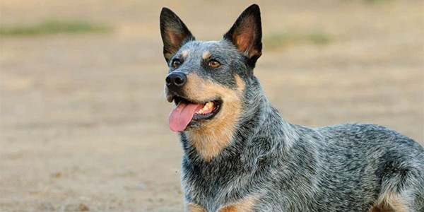Blue Heeler (Avustralya Sığır Köpeği): Köpek Irk Profili