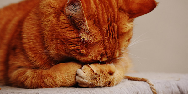 Kediniz Üzgün mü? Kedi Depresyonunun Belirtileri ve Nedenleri