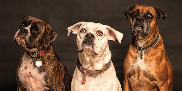 Bluetick Coonhound: Köpek Irk Profili