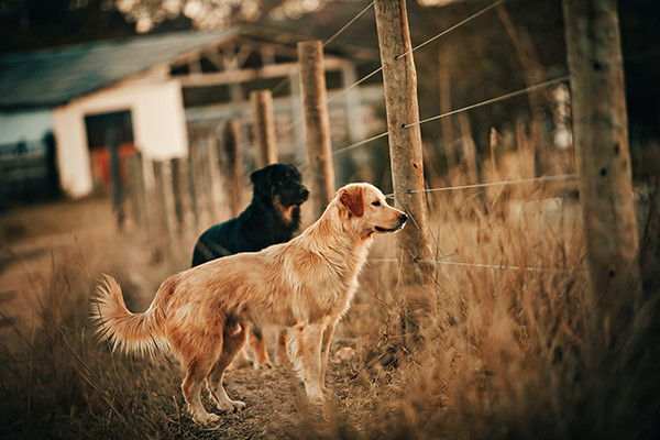 Köpeklerde Bakteriyel Enfeksiyonlar, Farklı Türler ve Tedavi