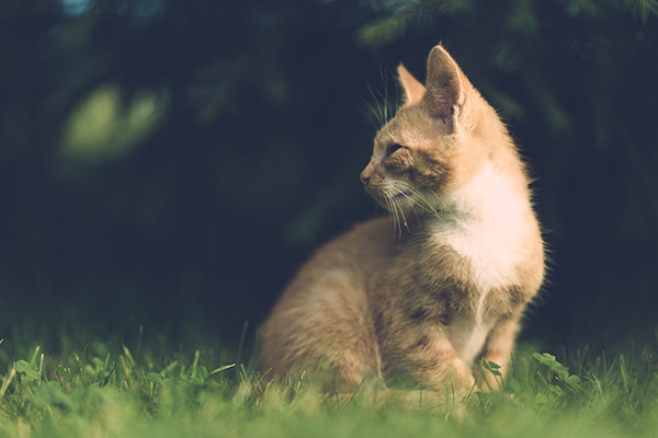 Kediler Neden Salatalık ve Muzdan Korkuyor?