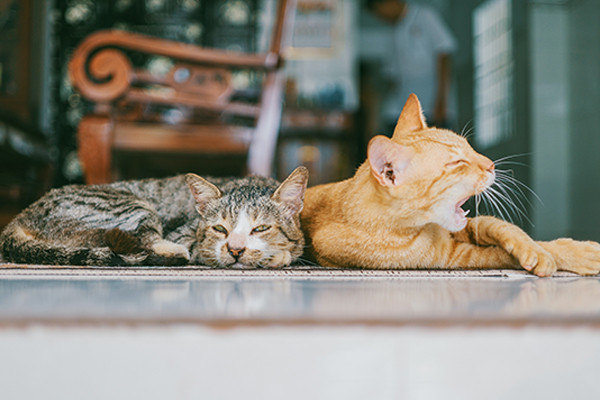 Kedilerle Birlikte Yaşamak ve Faydaları