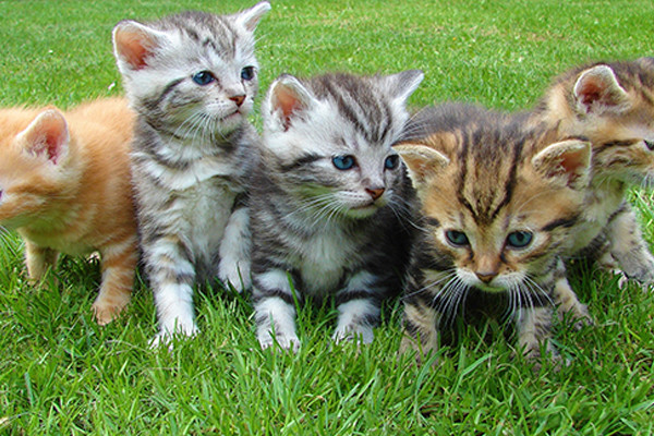 Kedilerde erken hastalık belirtileri nasıl tespit edilir?