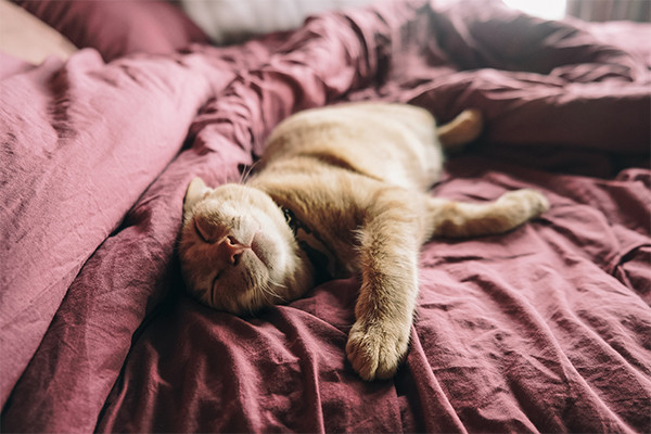 10 Kedi Uyuma Pozisyonları ve Anlamları