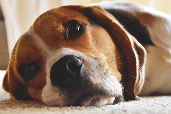 Köpeklerde Nezle ve Grip İlaçlarının Toksisitesi Nedir?