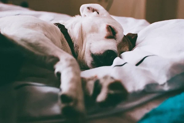 Köpeklerde Kronik Böbrek Hastalığı (KBH) Belirtileri ve Tedavisi