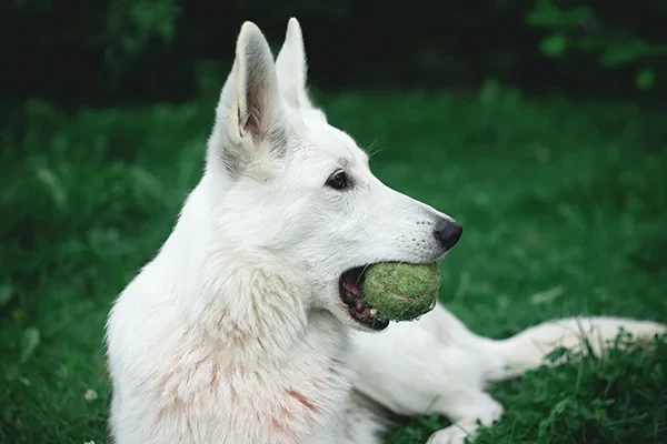 Köpeklerde Oluşan Stres Belirtileri ve Azaltma Önerileri