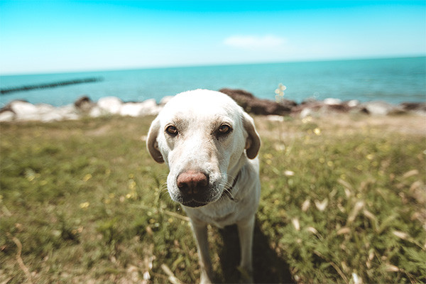Köpeklerde Yaygın Olarak Görülen Eklem Hastalıklar