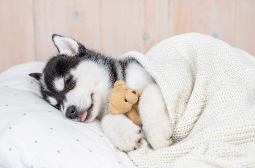 Yavru Köpeğinizin Gece Boyunca Uyumasına Yardımcı Olacak 4 İpucu