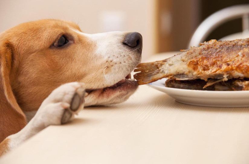 Köpekler İçin Tehlikeli Olabilecek Gıdalar