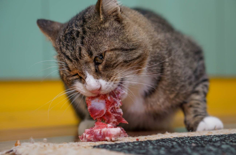 Kedinizin Beslenmesinde Ete İhtiyaç Duymasının 5 Nedeni