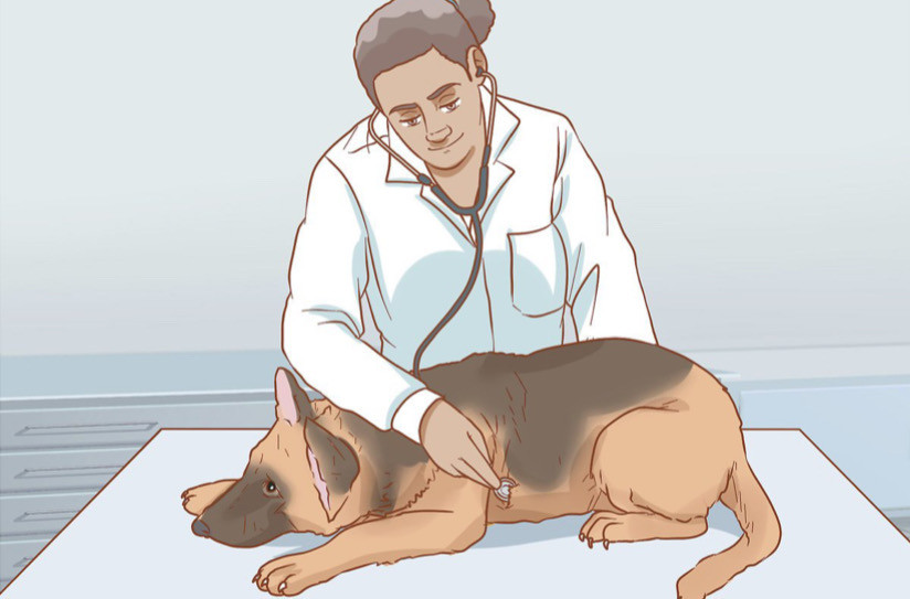 Kış Aylarında Köpeğinizin Bağışıklık Sistemini Güçlü Tutmanın 8 Yolu