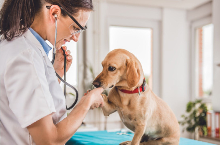 Evcil Hayvanınız Veterinerden Nefret Mi Ediyor? Daha Kolay Veteriner Ziyaretleri İçin İpuçları