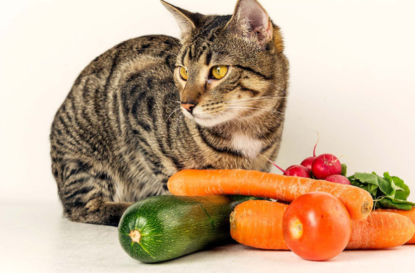 Etobur Kedilerin Neden Yeşilliklere İhtiyacı Var?