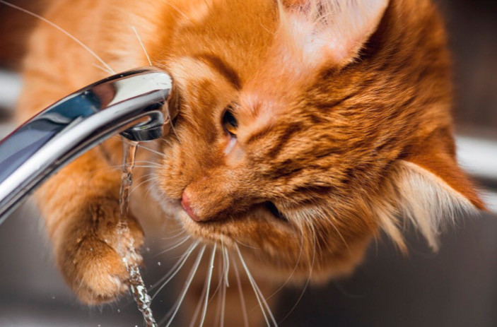 Kedinizi Daha Fazla Su İçmesi İçin Nasıl Ve Neden Teşvik Etmelisiniz?