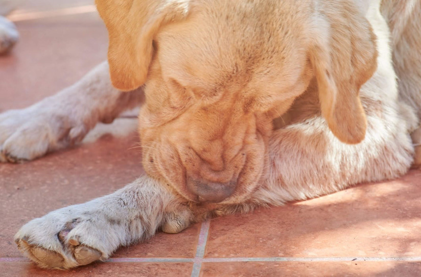 Kalıcı Evcil Hayvan Kaşıntısı: Kuru Cilt Mi Yoksa Alerjiler Mi?